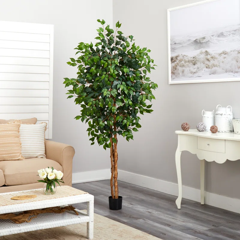 KGJ03002 Ficus (11)