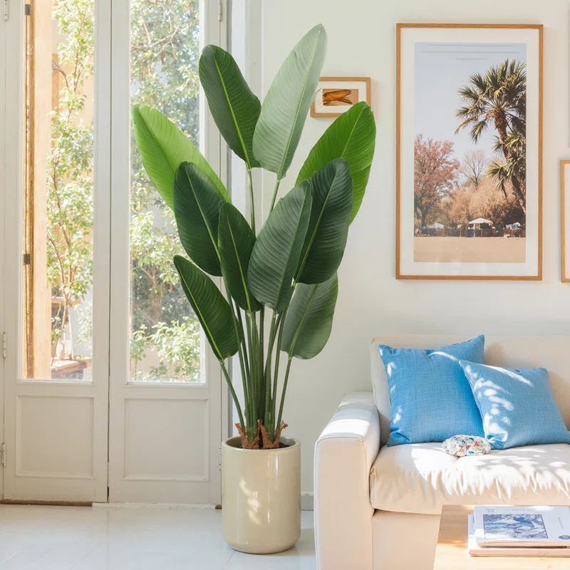 Travelers Palm (2)