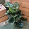 Artificial Split Leaf Philodendron