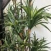Artificial Dracaena Tree