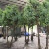 Artificial Dracaena Tree