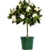 Artificial Camellia Tree