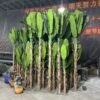 Artificial Banana Tree In Pot