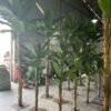 Artificial Banana Tree In Pot