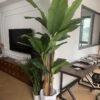 Artificial Banana Tree In Pot