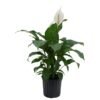 Artificial Peace Lily