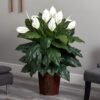 Artificial Peace Lily