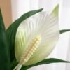 Artificial Peace Lily