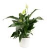 Artificial Peace Lily