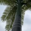 Artificial Royal Coconut Palm Tree