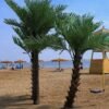 Artificial Large Palm Tree
