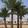 Artificial Large Palm Tree