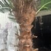 Artificial Large Palm Tree