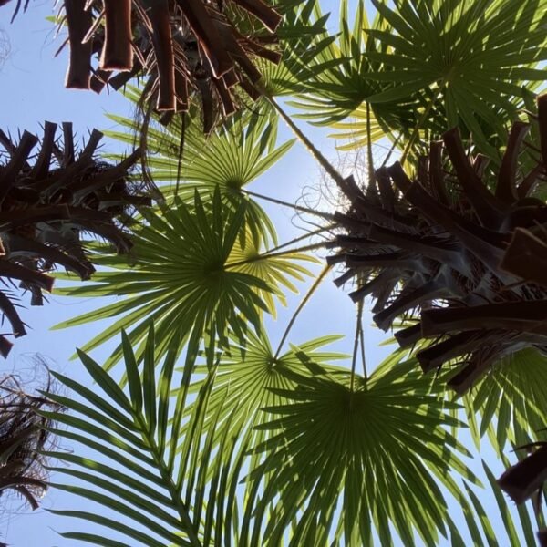 Artificial Large Palm Tree