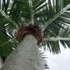 Artificial Coconut Palm Tree