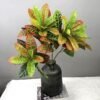 Artificial Croton Plants