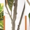 Artificial Croton Plants