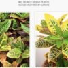 Artificial Croton Plants