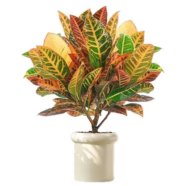 Artificial Croton Plants