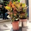 Artificial Croton Plants