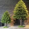 Artificial Large Pine Tree