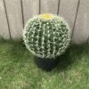Artificial Cactus Tree