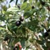 Artifiicial Olive Tree In Pot
