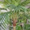 Large Artificial Palm Trees